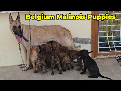 Belgium Malinois Puppies | Highly Intelligent, Intense, and Energetic Working Dog's In Hyderabad