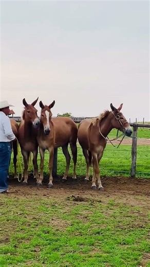 Direto do pasto pra quem busca qualidade #pecuarista #gado #fazenda #agro