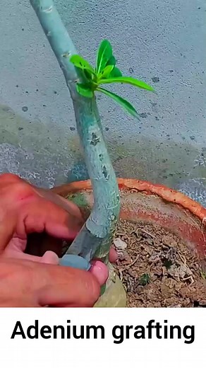 4 in 1 grafting adenium plants #viralreels #reelsfb #shampysgarden #gardening #plants #tips #graft #diy #art #skill | Shampy's Garden