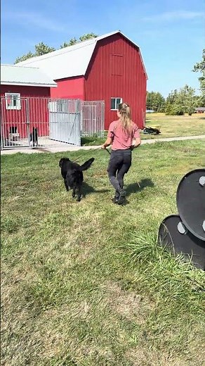 German Shepherd Protection Dog Wullah