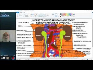 UNDERSTANDING HUMAN ANATOMY-ABDOMEN RETROPERITONEAL ORGANS PART 3