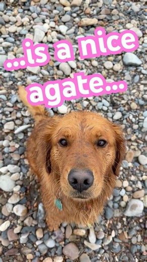 Montana Agate #agate #montana #adventure #rockhounding #outdoors #yellowstoneriver #dog #treasure