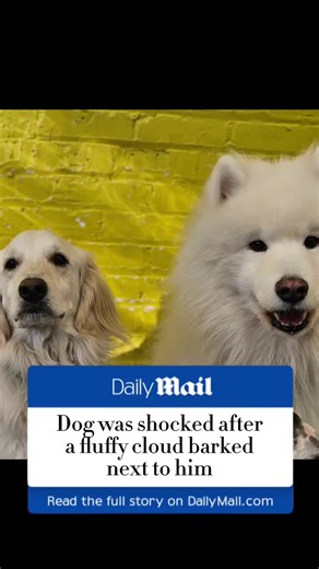 Unexpected Noise Surprises a Legend! 🐕