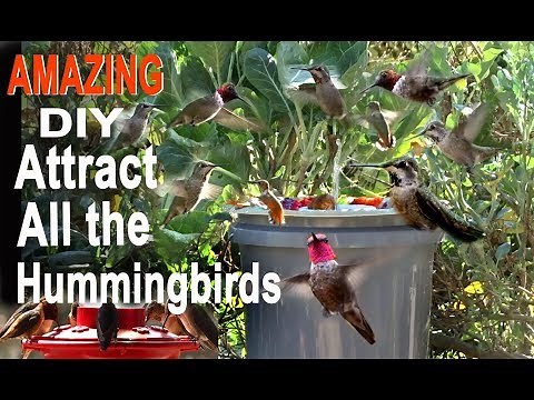 Endless Water Hummingbird Bird Bath-CHEAP DIY Attracts Birds Solar Powered Water Fountain in Garden