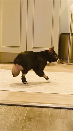 He has the cutest zoomies ❤️ We talked to Meagan about what it was like fostering a 2-legged cat, and the unexpected surprise that came at Christmas! Keep up with Legend on Instagram: https://thedo.do/legendalegendarycat and Puppykittynycity on Instagram: https://thedo.do/PuppykittyIG | The Dodo