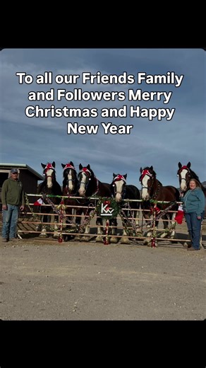 Celebrate Christmas with Clydesdales