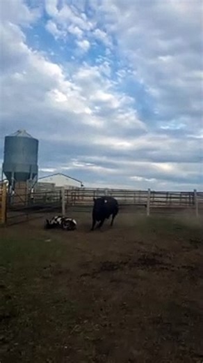 Brave Billy Goat Picks a Fight With the Wrong Cow