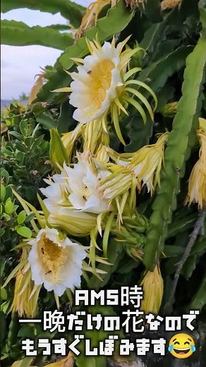 ドラゴンフルーツ🐉の花が満開になりました✨ #沖永良部島 #ドラゴンフルーツ #ドラゴンフルーツの花 #果物 #果物の花 # 一晩だけの花 #月下美人に似ている #離島暮らし #離島