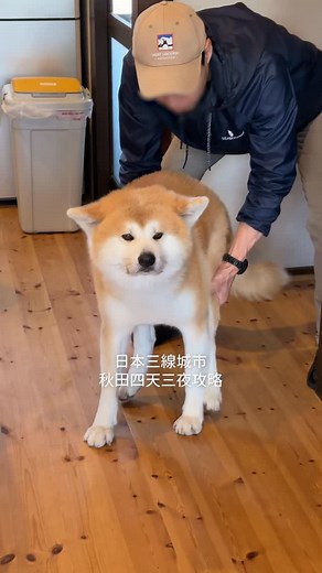 Ki笑人生（Kiki） on Instagram: "被低估的日本小城市「秋田」 絕對是我近期的旅遊新歡！ 以下直接送上偶安排了快三週的 秋田四天三夜行程懶人包🐕 Day.1 搭台虎到秋田空港→ 搭乘機場巴士到市區 → 到Comfort Hotel Akita辦理入住→ 午餐 #秋田港 → 秋田市民俗藝能傳承館（體驗竿燈技藝）→ #千秋公園 散步（很大可以走很久） → 晚餐 #秋田長屋酒場 （可以網路預約） Day.2 飯店早餐→ 搭車到橫手站→ #Kamakura Museum（雪屋）→ 橫手城 → 午餐 #やや → 搭車到十文字站 → 到@MUSIRO SAUNA辦理入住→ 發酵醬油&味噌見學體驗→ 酵素溫浴→ 回住宿休息、吃晚餐（有獨立桑拿房可以chill很久）→ Grand Market超市買宵夜 💡因為秋田小鎮較多樓梯，建議第一天和第三天晚上住同間飯店，就可以將大行李箱寄放在秋田市的飯店，只要帶兩天一夜的旅行袋到十文字就行 Day.3 民宿吃早餐→ 搭車到角館站→ 武家屋敷通→ 角館民泊緣（有秋田犬）→ 檜木內川堤公園→ 午餐櫻之里orふきや→ 搭乘秋田新幹線到田澤湖→ 