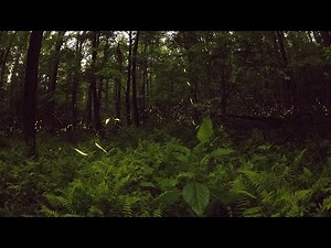 Magic in the night-the dance of Synchronous Fireflies | Sci NC