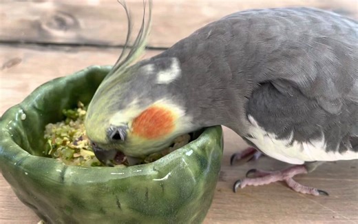 【鹦鹉】Buddy：我舔过了，所以这些都是我的。