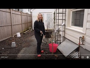 Rose of Sharon Standard: Winter Pruning