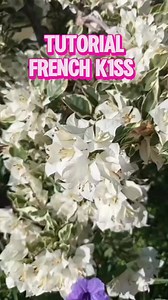 102K views · 524 reactions | Tutorial French Kiss #tips #info #pasutri #suamiistri #kiss | Raffi Logan | Facebook