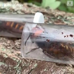 Two Asian giant hornet—or 'murder hornet'—queens were taken from the tree in Washington state, where officials had destroyed the first nest of the invasive insects found in the U.S. https://abcn.ws/2TDMRPA | ABC World News Tonight with David Muir