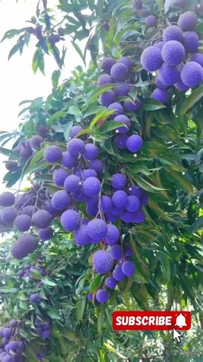 Rare Purple Litchi From China 🍇 Big & Sweet Lychee Fruit Unknown Fruits