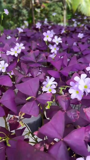 Hiền nhập về 5kg củ gieo 1 nùi. Bướm đêm dành cho ban công không có nắng đây ạ, lá đẹp mà hoa cũng đẹp, quên tưới cây có chớt đi thì cũng hồi sinh được | Hiền's Garden - Khu Vườn Trên Sân Thượng