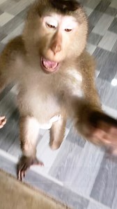 63K views · 620 reactions | Hilarious Jason Vividly Deal With Dad To Avoid Eat Breakfast | Monkey Jason | Facebook