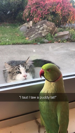 Let's dive right into the Fall season with a brief look back into the most hilarious Pet TikToks of the Summer! 😹📱 #PetTok #Fails #Pets #CatTok #DogTok #CuteAnimals #FunnyAnimals #AnimalMemes #WildlifeTok #WildlifeMemes