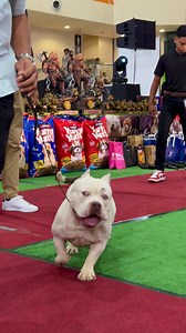 485K views · 13K reactions | Power. Grace. Precision.  The American Bully and handler moving as one, every stride in perfect sync, owning the ring with confidence and pride! ❤️ #reels #dog | CasK Kennel | Facebook
