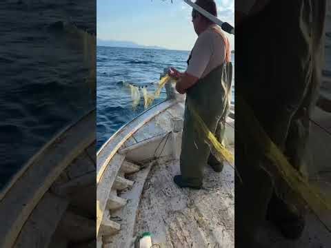 Ο Σύζυγος της Πιπίνας 14 - Η αληθινή ιστορία μιας θάλασσας Αβδήρων και δύο ναυτικών