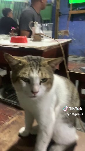 Adorable White Cat Moshing Compilation