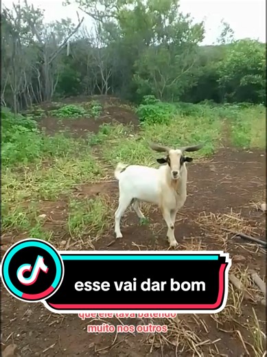 Caprinos em Destaque: Promessas e Disposições