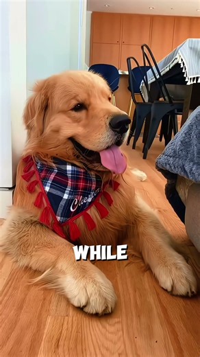 Your Dog Isn’t Smiling… Here’s Why Its Tongue Is Out! 🐶 #shorts