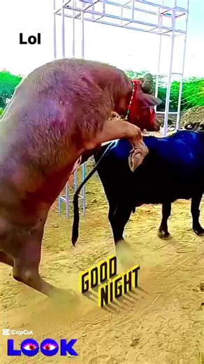 Today the most beautiful cute cow animals meeting and breading in my USA Farm #cow #animals #Meeting #breading #crossmeeting #Lovebreading #usa