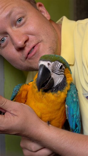 The Weaning Time of Parrots The weaning process is one where a baby macaw is slowly converted from being handfed with formula to eating adult diets such as our Vital Pellets. Large macaw species may begin to pick up foods and explore at as young as 7-8 weeks of age but will probably not wean until they are about 14-20 weeks old. The best time to introduce adult foodstuffs to baby macaws is in their preadolescent stage (mostly feathered with the tail half the adult length). Don’t expect such youn