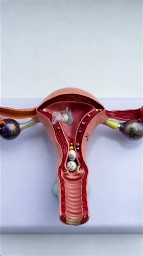 Exploring The Female Reproductive System