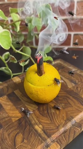 Truco fácil para atrapar una mosca en casa