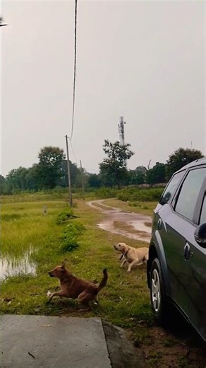 Dogs barking 💚🐕🫣# labradog barking # barking sound # dog barking video # pet # puppy # animal #