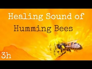 Healing sound of humming Bees for deep Relaxation | Beehive