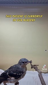 This Northern Mockingbird fledgling (23-4018) was found by Plantation residents after it fell in a pool and was unable to fly. During the intake exam, staff noted the fledgling was squinting the right eye. Fluorescent staining is used during an eye exam to help detect injuries or foreign bodies. Clinic staff determined this patient had small ulcers present. Fluids, antibiotics, and medicated eye drops were given to start the healing process. After a few days of treatment, the ulcers are showing 