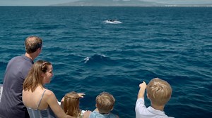 🐋Front-row seats to nature’s magic! ✨ #NowBooking #AtlantisHawaii #VisitHawaii #WhaleSeason #WhaleWatchAdventures | Atlantis Adventures Hawaii