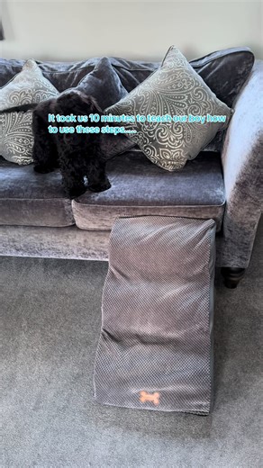 Teaching Our Stubborn Dog to Use Sofa Steps