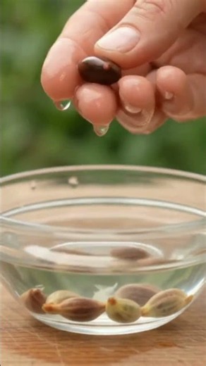 How to Grow Grapevines from Grape Seeds Faster | Easy Grafting Method