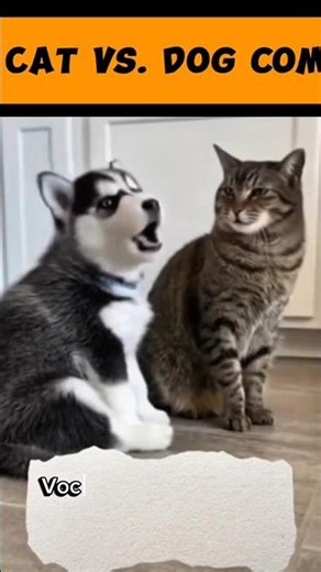Cat VS Dog compilations #shorts #catvsdog