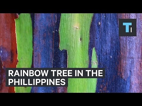 Rainbow tree from the Philippines