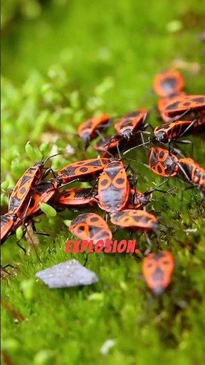 bombardier beetle defense mechanism