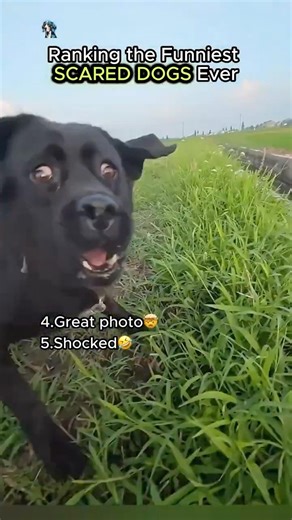 Ranking the Funniest Scared Dogs Ever