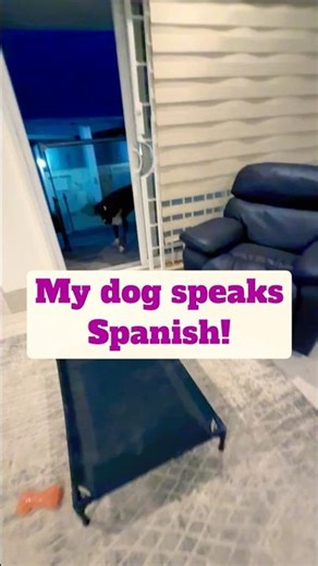 My Dog Speaks Spanish!