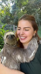 46K views · 2.9K reactions | 殮Don't forget we have a small online store specializing in selling Sloth products if you like you can visit the store and support us ❤️❤️  Visit store here: https://giftsclubshop.com/ | I Love Sloth | Facebook