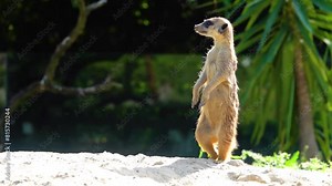 Meerkat or suricate (Suricata suricatta) is small carnivoran belonging to mongoose family (Herpestidae). Meerkats live in all parts of Kalahari Desert in Botswana, in much of Namib Desert in Namibia.