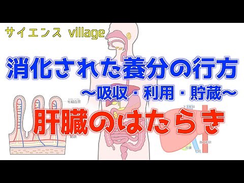 中学２年 理科『養分の吸収・利用・貯蔵、肝臓のはたらき』【現役教師による授業動画】