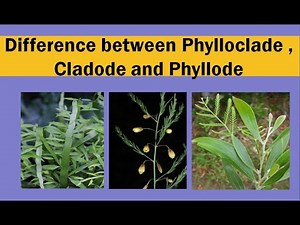 Difference between phylloclade , cladode and phyllode