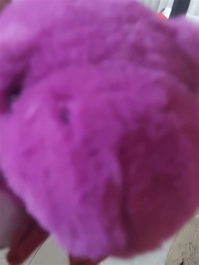 P1: new toys - Gopi loves her stuffies✨️🐾 🧸 #stuffies #dogtoys #dogmom #doglovers #luxurylifeofgopiandlali