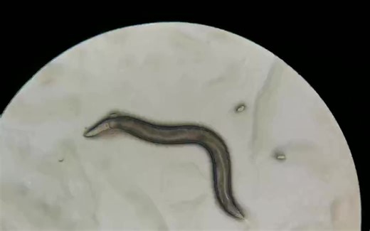 显微镜下秀丽隐杆线虫的运动与吐咽