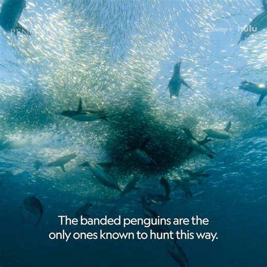 Banded penguins don't just hunt, they coordinate like dolphins to hunt as part of a highly coordinated team. #SecretsOfThePenguins is now streaming on Disney and Hulu. | National Geographic