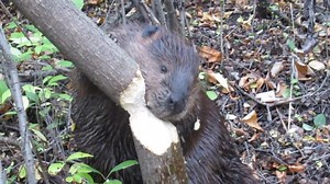 Beaver chews through an entire tree in ten minutes in Saskatoon Saskatchewan to make dam | Ellen Roman